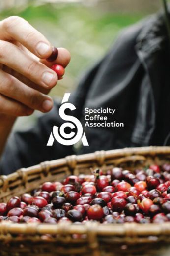 תמונה של Emily Rose קפה קלוי טרי אינדונזיה Trenggiling ערביקה 100%